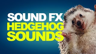 HEDGEHOG SOUNDS  Sound Effects High Quality [upl. by Gurevich]