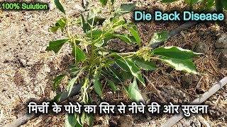 मिर्ची के पोधे का सिर से नीचे की ओर सुखना  Die Back Disease in Chilli Crop  मिर्ची की फ़सल में रोग [upl. by Anderegg787]