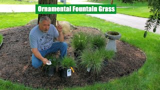 Ornamental Grass  Splitting And Planting 3 Types of Ornamental Fountain Grass [upl. by Lannie768]