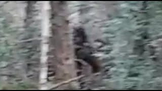 Hikers film Possible Bigfoot at Muir Woods National Monument [upl. by Jabon]