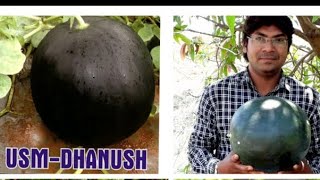 Watermelon farming Tarbhuj ki kheti USM  DHANUSH [upl. by Osei]