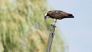 Visarend gaat vis zonder kop oppeuzelen op een paaltje [upl. by Harbed]