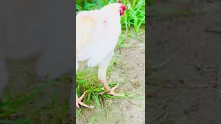 Paper white Aseel patha aseel aseelmurga aseelmurghy birds murghay chicken aseelmurghi [upl. by Suirauqram782]