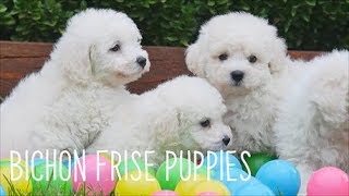 Bichon Frise Puppies [upl. by Marcellina362]