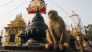 The Town Where Monkeys Are Treated Like Gods  Primates  BBC Earth [upl. by Amandie897]