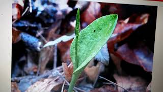 Vd1 Lifecycle of Ophioglossum [upl. by Otsirc228]