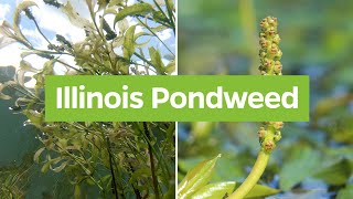 Illinois Pondweed Potamogeton illinoensis  Plant Identifcation [upl. by Aelc]