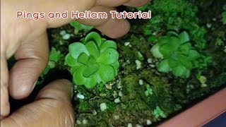 Pinguicula and Heliamphora Growing Tips [upl. by Nnaaihtnyc]