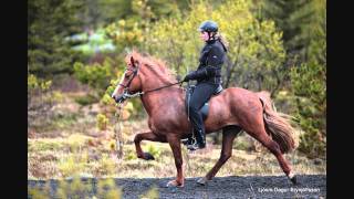 quotAmbossPolkaquot  Steirische Harmonika  Pferde [upl. by Skilken464]