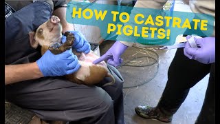 How to Castrate Piglets The Easy Way GRAPHIC VIDEO [upl. by Bari304]