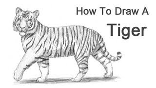 How to Draw a Tiger [upl. by Coulombe]