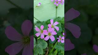 Flores 🌺 Oxalis debilis var corymbosa [upl. by Adianes779]