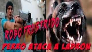 PERRO ATACA A LADRON [upl. by Donny]