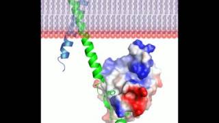 Talin protein  3D movie and a song Rate My Science [upl. by Nilrah]