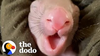 Woman Fills Her House With Tiny Pink Baby Wombats  The Dodo Heroes [upl. by Helaina819]