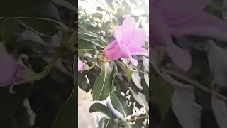 ootha ootha poo song garden trendingshorts nature [upl. by Eniluqcaj]