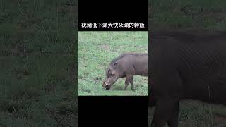 疣豬低下頭大快朵頤的幹飯 野生動物 動物解說 [upl. by Alexina]