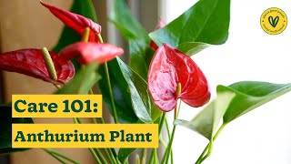 How to Take Care of Your Anthurium Plants  Anthurium Care Tips  Ugaoo [upl. by Eckart]