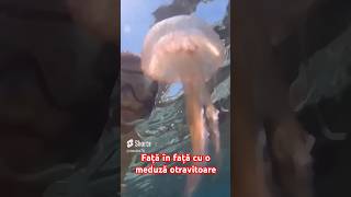 Față in față cu o meduză otrăvitoare jellyfish [upl. by Iharas]