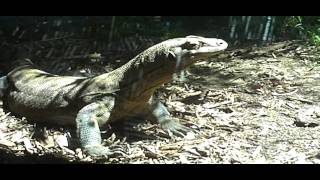 Komodo Dragon at the Los Angeles Zoo [upl. by Anahsal607]