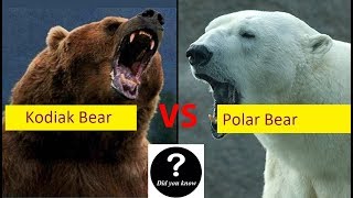 Polar Bear Vs Kodiak Bear Who Would Win 2  Did you know [upl. by Voletta]