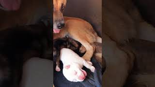 Feeding Frenzy Hungry Puppies Barking and Crying for Milk puppies dog shorts [upl. by Hueston]