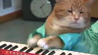 die katze die klavier spielt [upl. by Tavis]