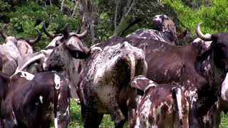 RANCHO quotCORNELIOquot SARDO NEGRO [upl. by Schaumberger146]