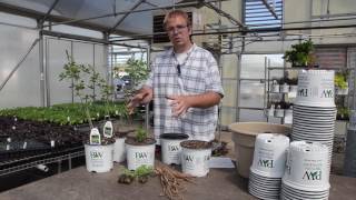 Baptisia Potting and Production Tips  Walters Gardens [upl. by Enirac]