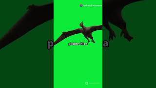 5 Mind Blowing Facts About Pterodactyls animals dinosaur funfacts facts interestingfacts [upl. by Adnaram]