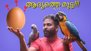 First Egging In Aviary  3 things that you have to care about buying birds for aviary malayalam [upl. by Nywroc]