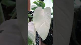 Monstera Albo March 2024 Growth Diary몬스테라 알보컷팅 후 다시 성장New Leaf Aerial Roots Growth20240914 [upl. by Seavey77]