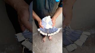 Modern Satinette Pigeon fancypigeon shortsfeed shortsvideo birds pigeon youtubeshorts funny [upl. by Eecyac]