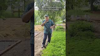 Are all Moringa plants edible [upl. by Sinnaiy652]