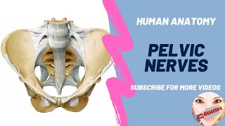 Human Anatomy  Pelvis  Nerves of the pelvis [upl. by Chrisoula649]