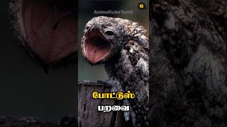 பயமுறுத்தும் பேய் பறவை  Potoos  The Ghost Bird [upl. by Loutitia]