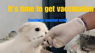 How to do Antirabies vaccination in puppies [upl. by Platon]