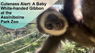 Cuteness Alert A Baby Whitehanded Gibbon at theAssiniboine Park Zoo papaatthezoo [upl. by Iahk]