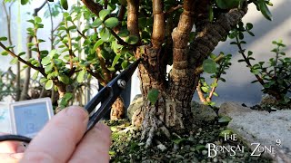 Pruning My Portulacaria afra Forest The Bonsai Zone Nov 2022 [upl. by Leoline720]