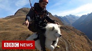 How Ouka the dog became an expert paraglider  BBC News [upl. by Ynnej]