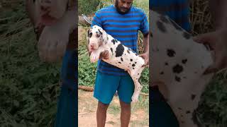 Harlequin European Great Dane Dog Sale trending trendingshorts dog shortfeed viralshort breed [upl. by Halian]