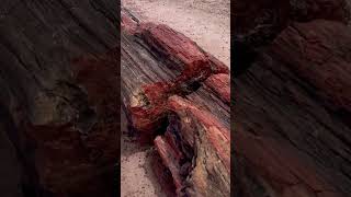 Petrified Tree Petrified Forest National Park Arizona 🌲🏜️🇺🇸 petrifiedwood arizona [upl. by Julissa]