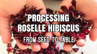 Fully processing THAI RED ROSELLE HIBISCUS  Procesamiento de Jamaica [upl. by Leonardi]