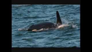 Audio of Superpod of Southern Resident Killer Whales August 11 2013 [upl. by Flodnar567]