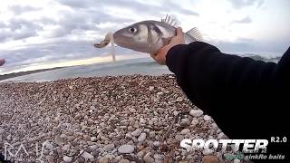 BASS OFF THE TOP  SPIGOLA tra le onde  SPOTTER Spiombato [upl. by Atirac126]