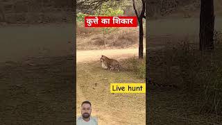 पलक झपकते ही खेल खत्म 😱 song Ajjureaction1099 tiger newsong animals [upl. by Ronile]