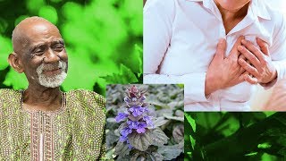 Dr Sebi  Natural Remedy For Heart Problems Bugleweed Herb [upl. by Nnylyrehc]