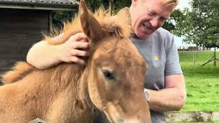 Cotswold Farm Park Walking Tour [upl. by Ahsirtal980]