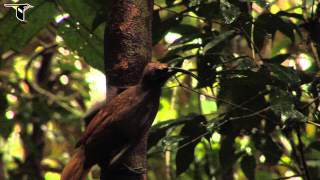 Blackbilled Sicklebill [upl. by Gaskins]