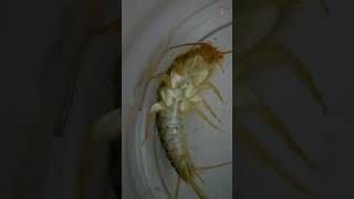 Exploring Silverfish under a Microscope [upl. by Adnolohs]